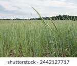 Cereal Rye Cover Crop summer day