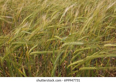 Cereal Rye Field