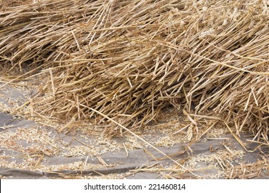 Cereals At A Dutch Threshing Floor