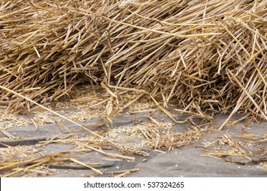 Cereals At A Dutch Threshing Floor