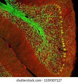 Cerebellar folium from a section of mouse brain, labelled with immunofluorescence and recorded with confocal laser scanning microscopy. Large Purkinje cells stand out.