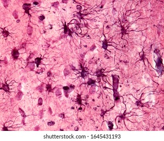 Cerebral cortex. Protoplasmic astrocytes of the grey matter stained with the Cajal gold sublimate technique. The astrocytes show many endfeet, polarized towards a blood vessel.