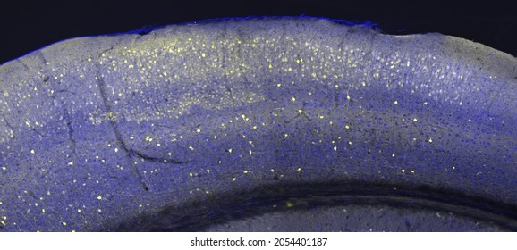 Cerebral cortex in a section of a mouse brain, labelled with immunofluorescence and recorded with confocal laser scanning microscopy