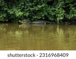 CEREJEIRAS, RO, BRASIL - Aug 20, 2021- The Corumbiara State Park, in Rondonia, Brazil, brings together a unique biodiversity in three biomes: Pantanal, Amazon and Cerrado. Cayman habitat.