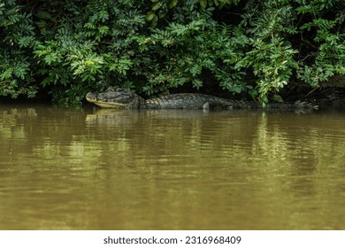 CEREJEIRAS, RO, BRASIL - Aug 20, 2021- The Corumbiara State Park, in Rondonia, Brazil, brings together a unique biodiversity in three biomes: Pantanal, Amazon and Cerrado. Cayman habitat.