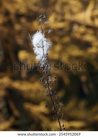 Similar – Image, Stock Photo Piedmont 2024 Landscape