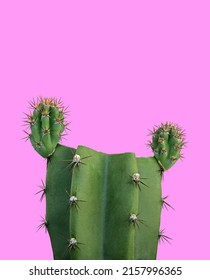 Cereus aethiops cactus have sharp spines all over the trunk and isolated on pastel pink background. - Shutterstock ID 2157996365