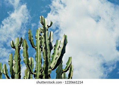 Cereus Cactus Trunk Against Blue Sky, Conceptual Realism Concept