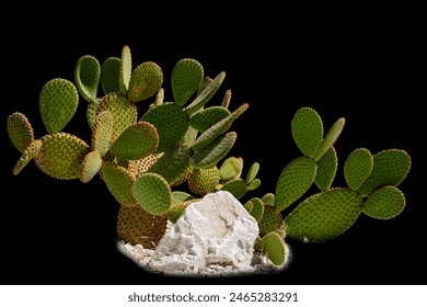 Cereus Grandiflorus Extract. Opuntia cactus isolated on black background. Cactus field. Sabres, fruits of Opuntia ficus-indica. Barbary fig, cactus pear, spineless cactus or prickly pear. - Powered by Shutterstock