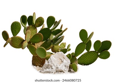 Cereus Grandiflorus Extract. Opuntia cactus isolated on white background. Cactus field. Sabres, fruits of Opuntia ficus-indica. Barbary fig, cactus pear, spineless cactus or prickly pear. - Powered by Shutterstock