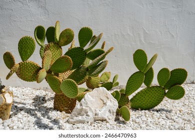 Cereus Grandiflorus Extract. Opuntia cactus isolated on rocks. Cactus field. Sabres, fruits of Opuntia ficus-indica. Barbary fig, cactus pear, spineless cactus or prickly pear. - Powered by Shutterstock