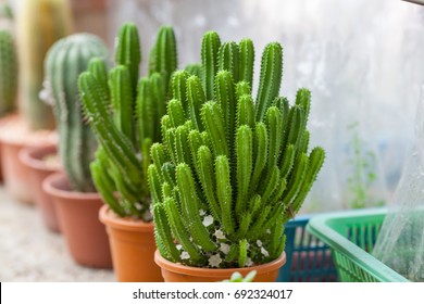 544 Cereus Hexagonus Images, Stock Photos & Vectors | Shutterstock