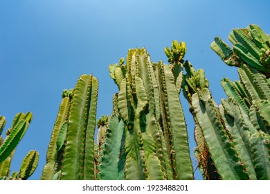 544 Cereus Hexagonus Images, Stock Photos & Vectors | Shutterstock