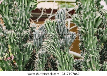 Cereus peruvianus monstrous cactus closeup view