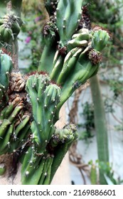 Cereus Repandus, The Peruvian Apple Cactus. Large, Erect, Thorny Columnar Cactus Also Known As Giant Club Cactus, Hedge Cactus, Cadushi