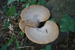 Cerioporus Squamosus Aka Polyporus Squamosus Is A Basidiomycete Bracket Fungus, With Common Names Including Dryad's Saddle And Pheasant's Back Mushroom. Berlin, Germany 