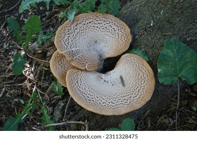 Cerioporus squamosus aka Polyporus squamosus is a basidiomycete bracket fungus, with common names including dryad's saddle and pheasant's back mushroom. Berlin, Germany  - Powered by Shutterstock