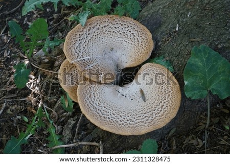 Cerioporus squamosus aka Polyporus squamosus is a basidiomycete bracket fungus, with common names including dryad's saddle and pheasant's back mushroom. Berlin, Germany 