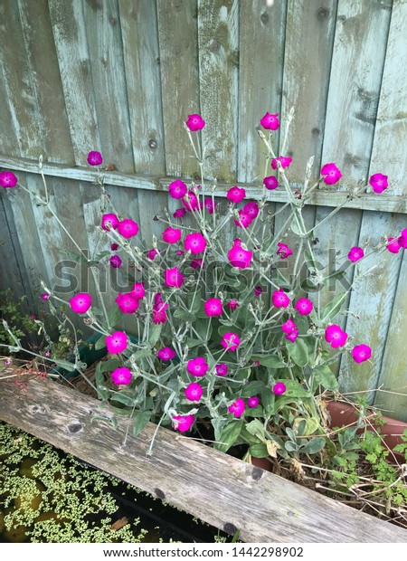 Cerise Pink Flowers Silver Twiggy Stems Stock Photo Edit Now