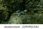 Cerith (Cerithium renovatum) shell with Mediterranean rocky shore hermit crab (Clibanarius erythropus) undersea, Aegean Sea, Greece, Halkidiki