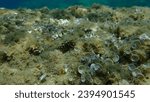 Cerith (Cerithium renovatum) shell with Mediterranean rocky shore hermit crab (Clibanarius erythropus) undersea, Aegean Sea, Greece, Halkidiki