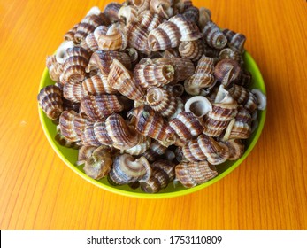 Siput Sedut Hd Stock Images Shutterstock