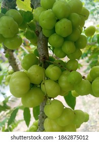 Sour Fruit Name Images Stock Photos Vectors Shutterstock