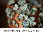 Ceropegia Woodii houseplant with long heart shaped leaves in clay pot closeup at home. String of hearts succulent plant in flowerpot. Indoor gardening concept.