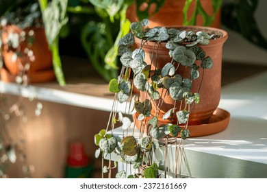 Ceropegia woodii houseplant with long heart shaped leaves in terracotta pot at sunlight closeup. String of hearts succulent plant in flowerpot. Indoor gardening, hobbies concept.