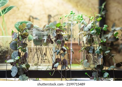 Ceropegia Woodii houseplant Propagation in water. String of Hearts plant stem cuttings in glass jar on the shelf propagating and growing new roots under artificial light