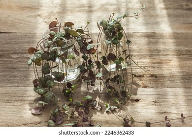 Ceropegia Woodii houseplant Propagation in water. String of Hearts plant stem cuttings in glass jar on the wooden table propagating and growing new roots under sunlight