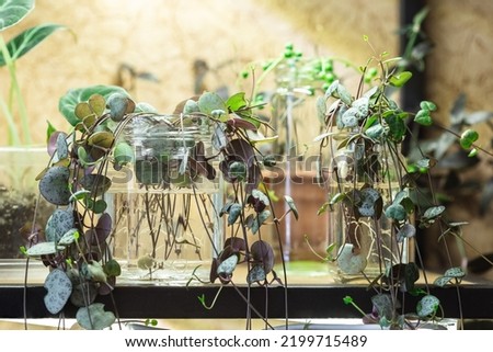 Ceropegia Woodii houseplant Propagation in water. String of Hearts plant stem cuttings in glass jar on the shelf propagating and growing new roots under artificial light
