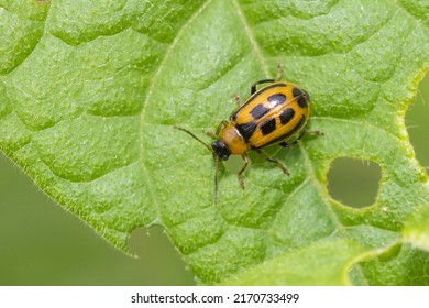 Cerotoma Trifurcata (also Known As The Bean Leaf Beetle)