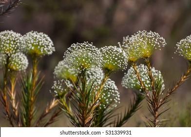 Cerrado Flower - Serra Da Moeda, Minas Gerais - Brazil