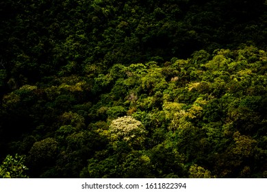 Cerrado Forest Green Trees Nature Flora Brazil 