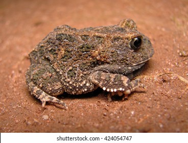 Cerrado Toad