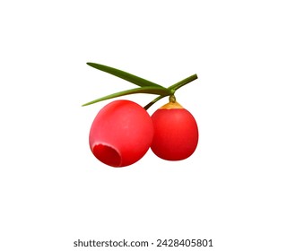 Certain compounds found in the yew trees were discovered to have efficacy as anti-cancer agents