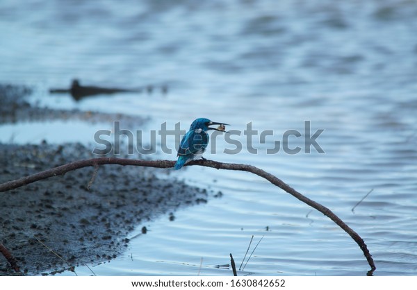 Cerulean kingfisher (Alcedo coerulescens) is
a kingfisher in the subfamily Alcedininae which is found in parts
of Indonesia. With an overall metallic blue impression. 
This bird
is in a branch.