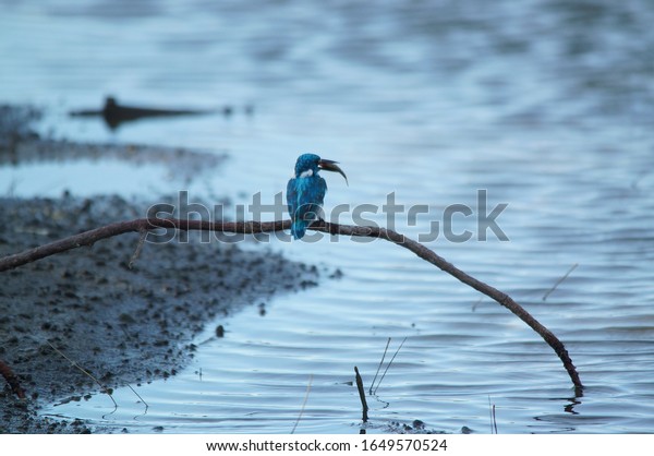 Cerulean kingfisher (Alcedo coerulescens) is\
a kingfisher in the subfamily Alcedininae which is found in parts\
of Indonesia. With an overall metallic blue impression. \
This bird\
is in a branch.
