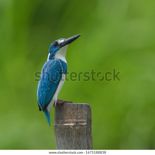 Cerulean kingfisher (Alcedo coerulescens) is\
a kingfisher in the subfamily Alcedininae which is found in parts\
of Indonesia. With an overall metallic blue impression. This bird\
is in a bamboo.\
\
