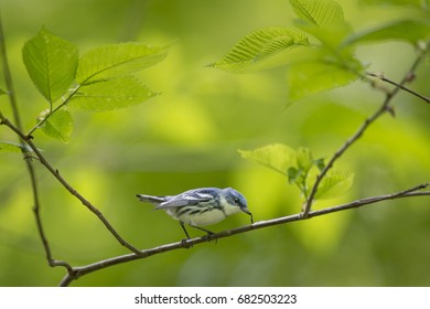 A Cerulean Warbler eats a small inch worm while perched on a branch surrounded by bright green leaves. - Shutterstock ID 682503223