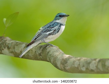 Cerulean Warbler - male - Shutterstock ID 148203872