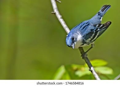 Cerulean Warbler male looking at camera 
 - Shutterstock ID 1746584816