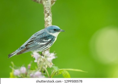 Cerulean Warbler Setophaga cerulea, taken in Minnesota. - Shutterstock ID 1299500578
