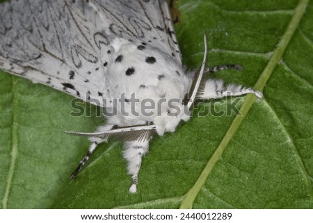 Cerura erminea or lesser puss moth or feline adult imago close up head and antennas