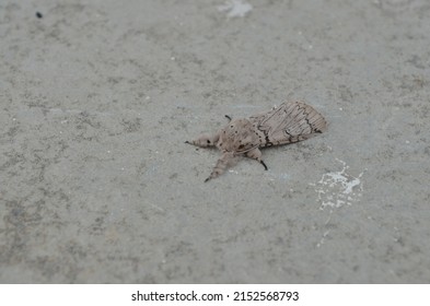 Cerura erminea is a moth of the family Notodontidae, also known as the lesser puss moth or feline. The moth flies from may to July depending on the location. Fauna India.summer.