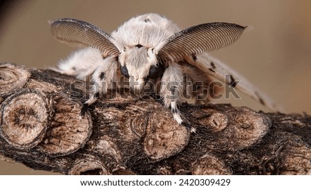 Cerura erminea is a moth of the family Notodontidae, also known as the lesser puss moth or feline. Macro focus, selected focus. 