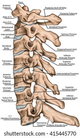 Cervical Spine Images, Stock Photos & Vectors | Shutterstock