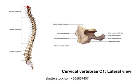 First Cervical Vertebra Or Atlas Images, Stock Photos & Vectors