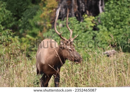 Cervus canadensis roosevelti, Roosevelt Elk, Wapiti. A young bull grazing at Prairie Creek in Redwood National and State Parks.